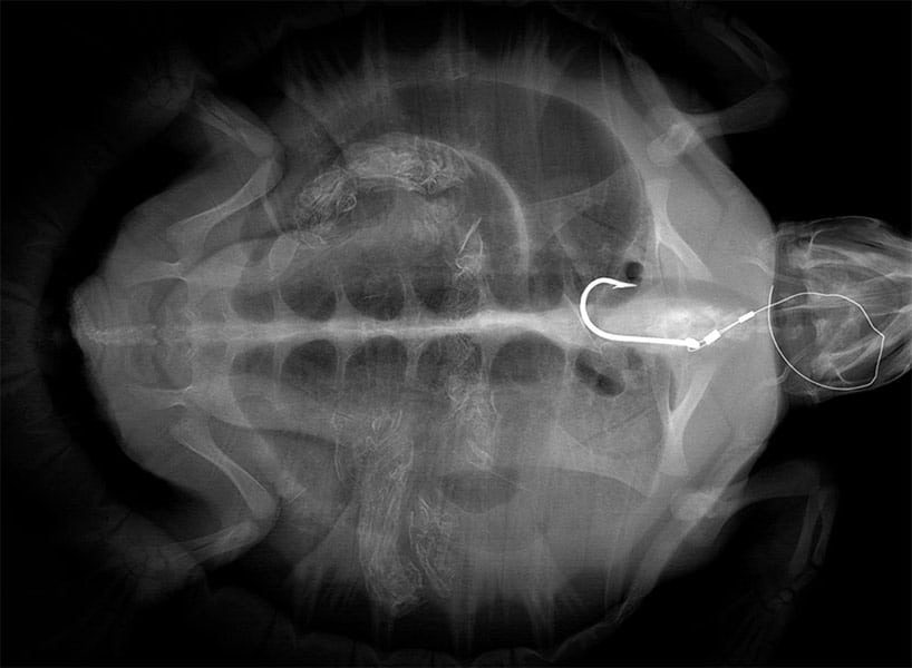 sea turtle x-ray