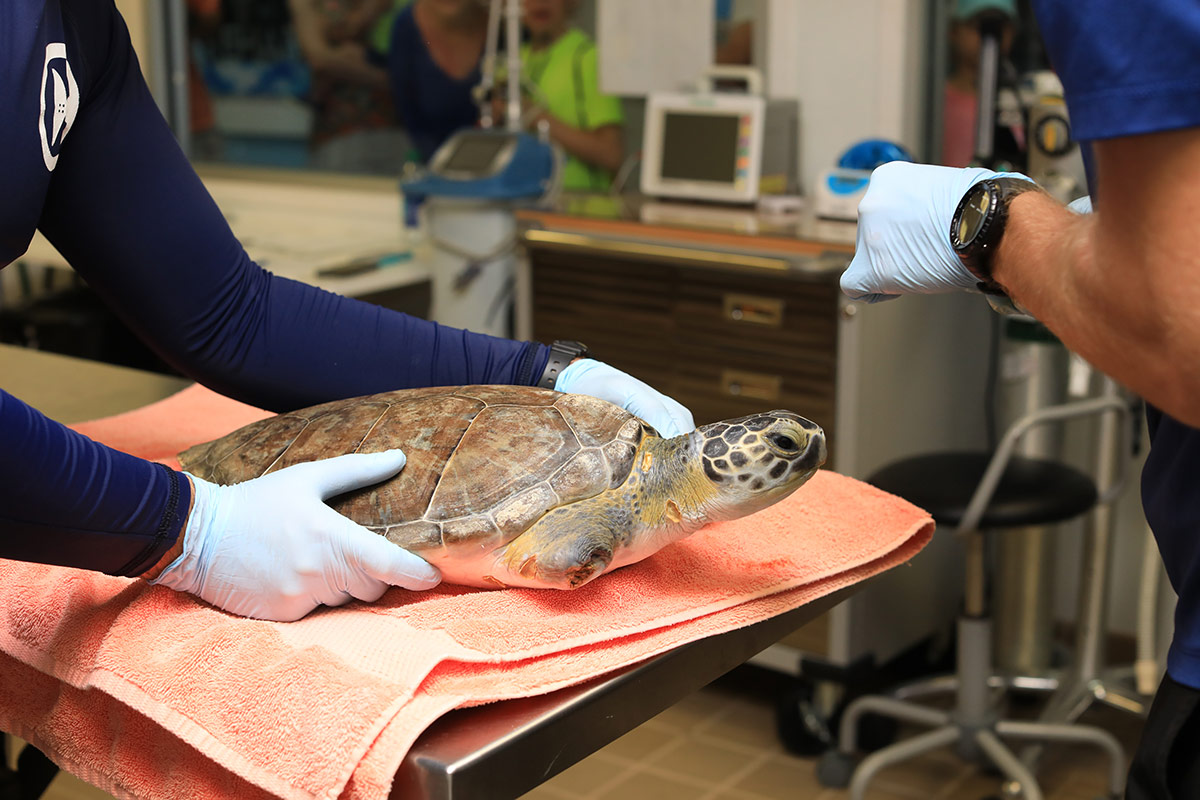 Urkel sea turtle with missing flipper