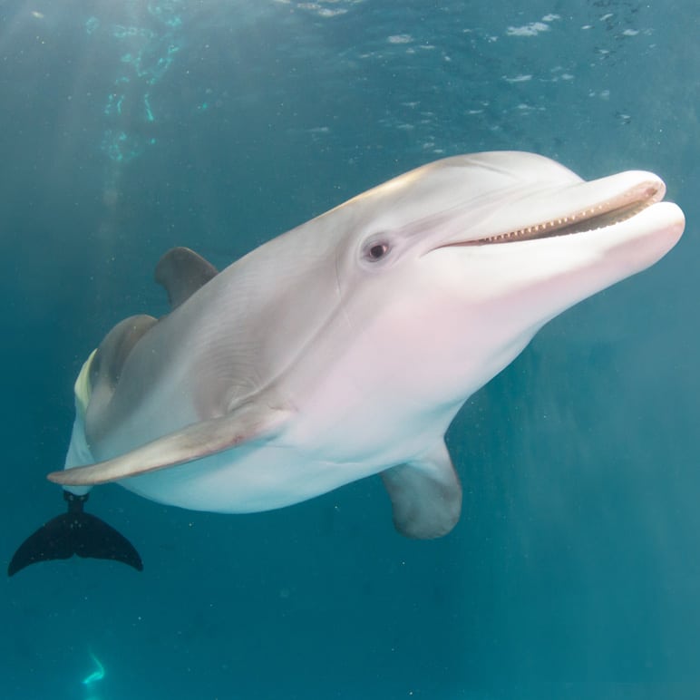 Adopt Winter