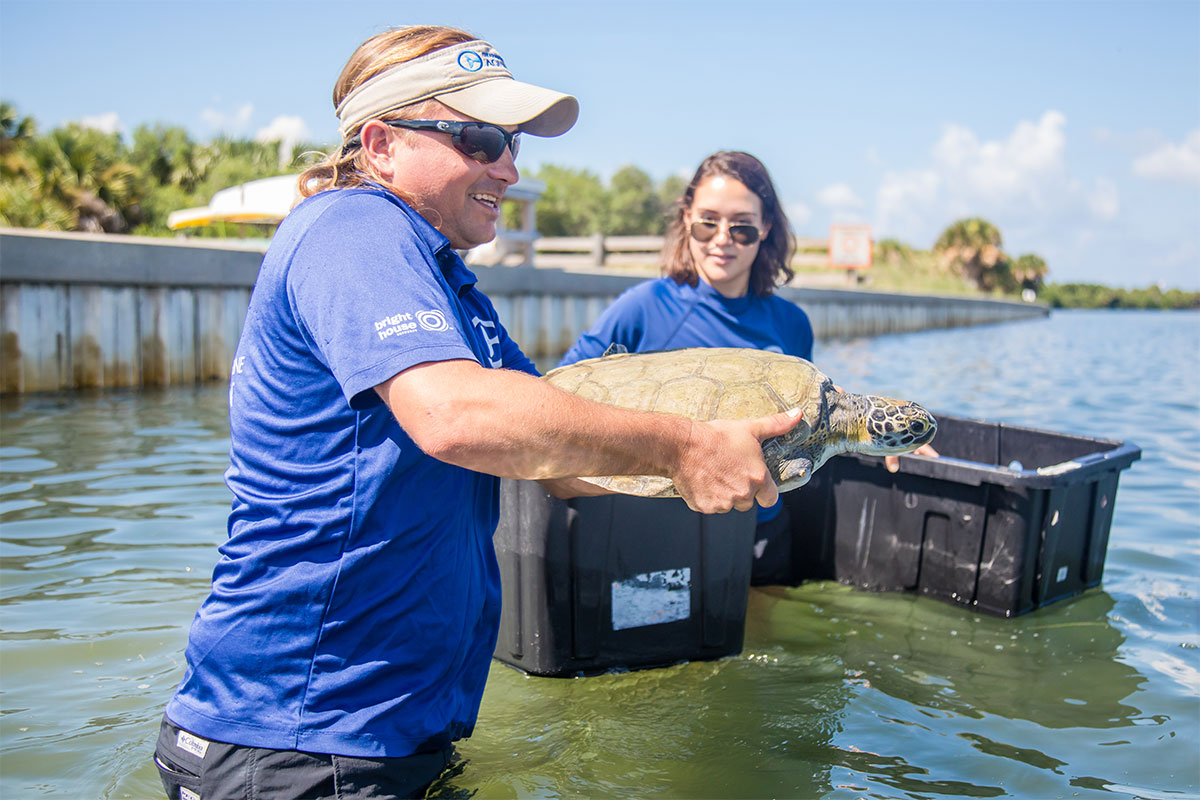 Eucalyptus sea turtle release