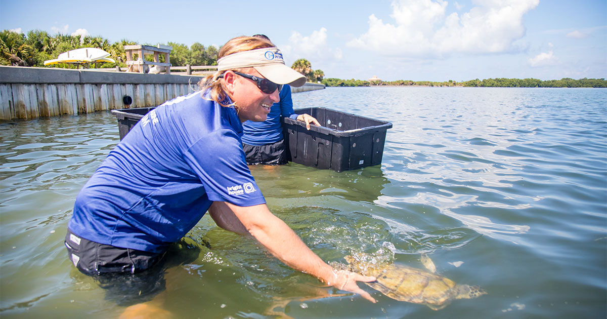 Eucalyptus green sea turtle release