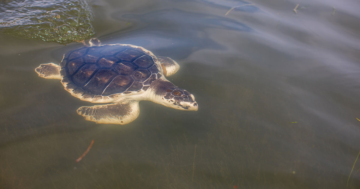 Oat Bran Kemp's ridley sea turtle swimming