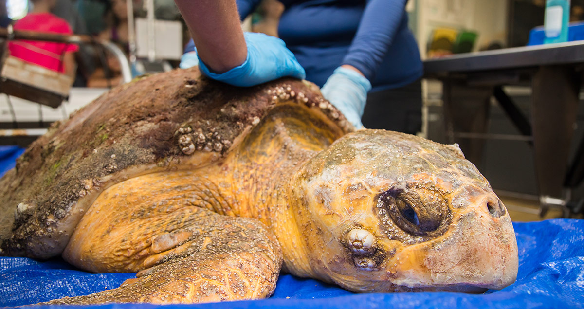 Toot loggerhead sea turtle rehab patient