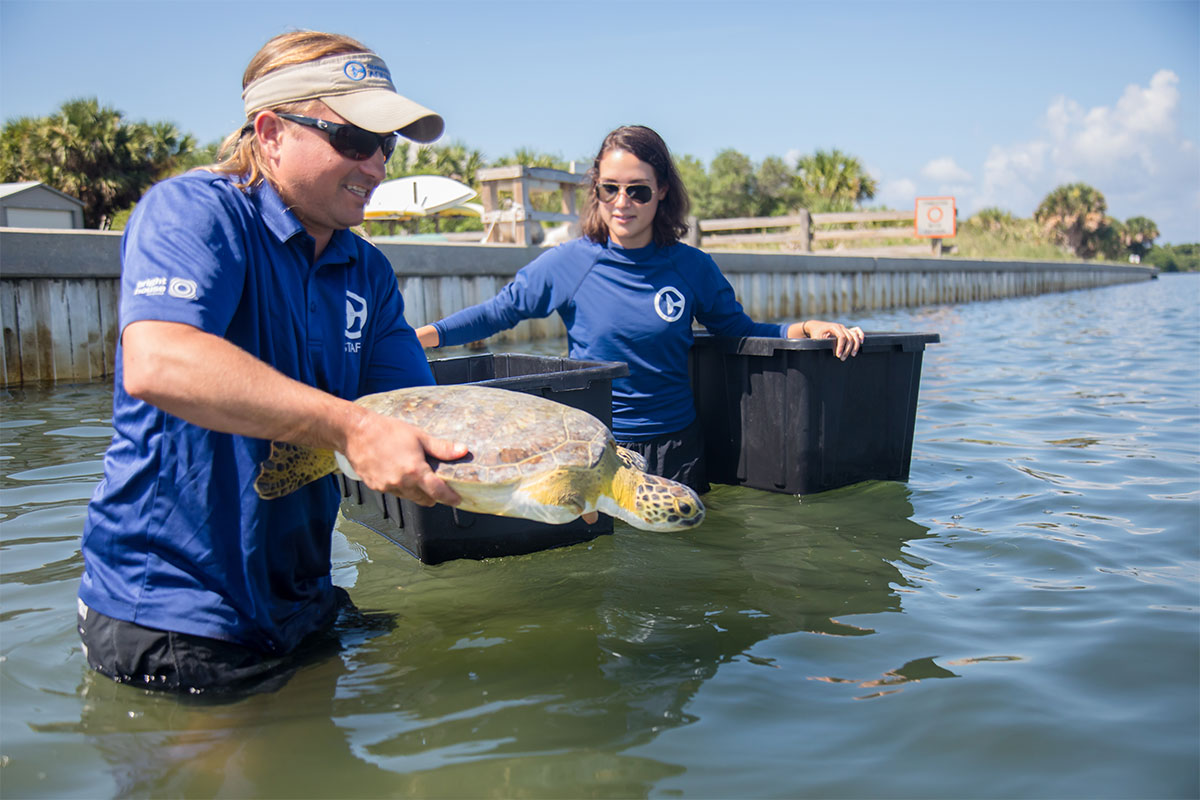 Urkel-O's sea turtle release