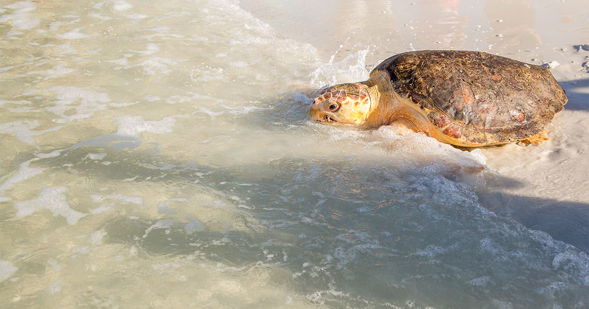 Waffle Crisp loggerhead sea turtle release