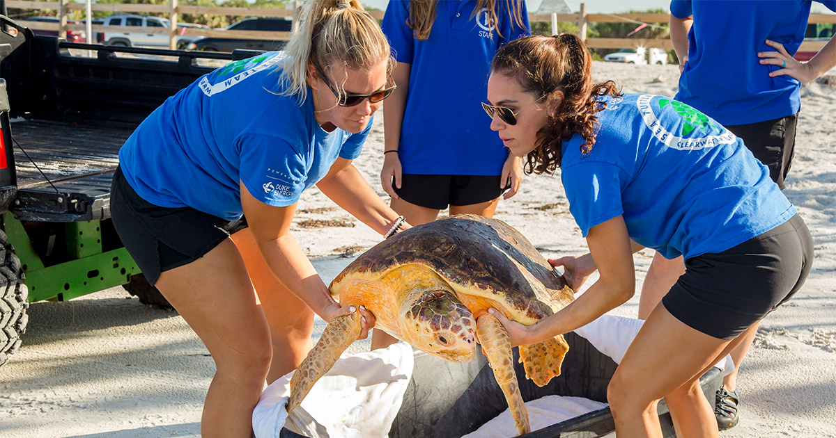 CMA team releasing loggerhead sea turtle, Waffle Crisp
