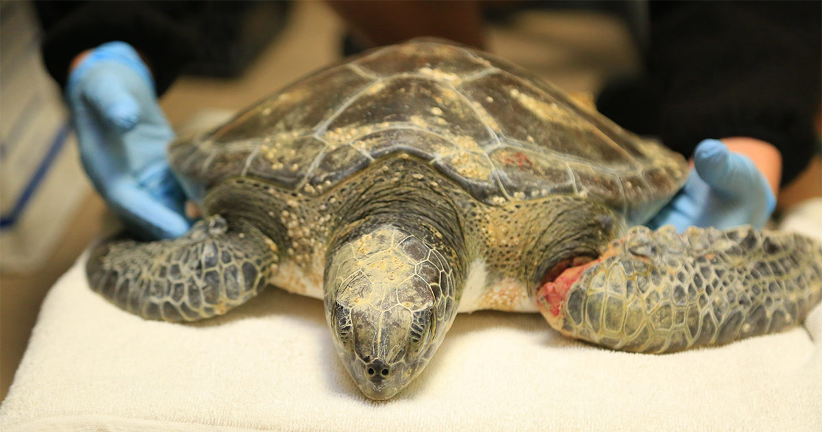 Zo sea turtle rehab patient