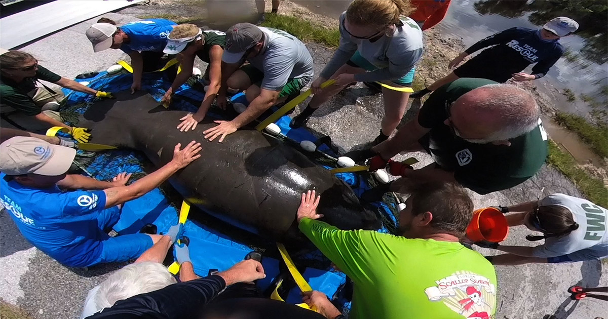 Manatee Rescue