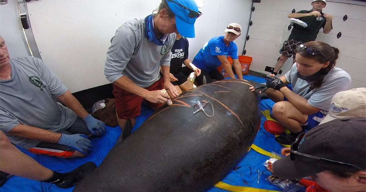 Manatee Rescue