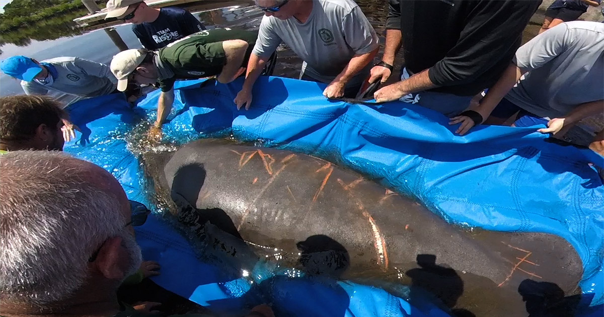 Manatee Release