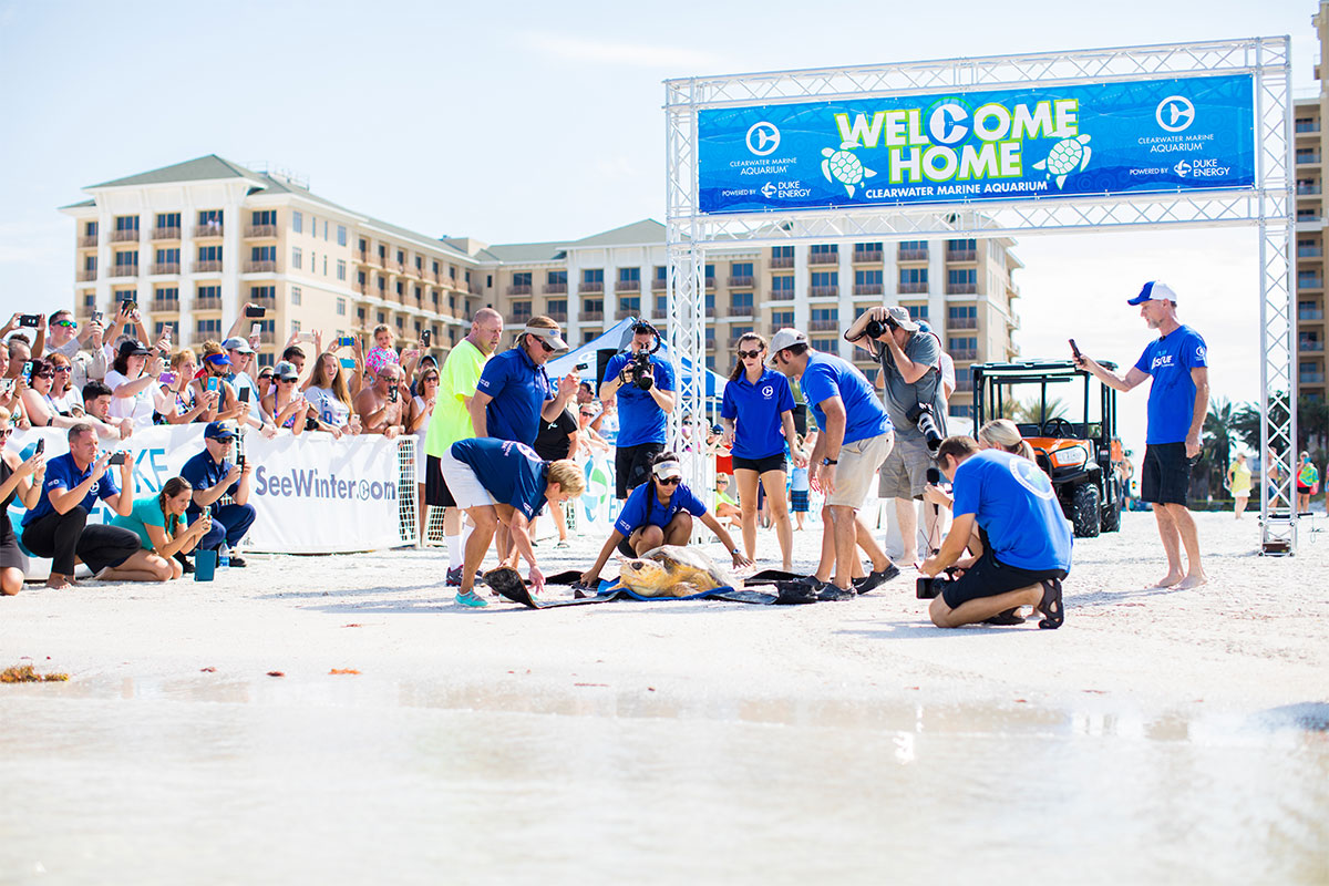 loggerhead sea turtle release