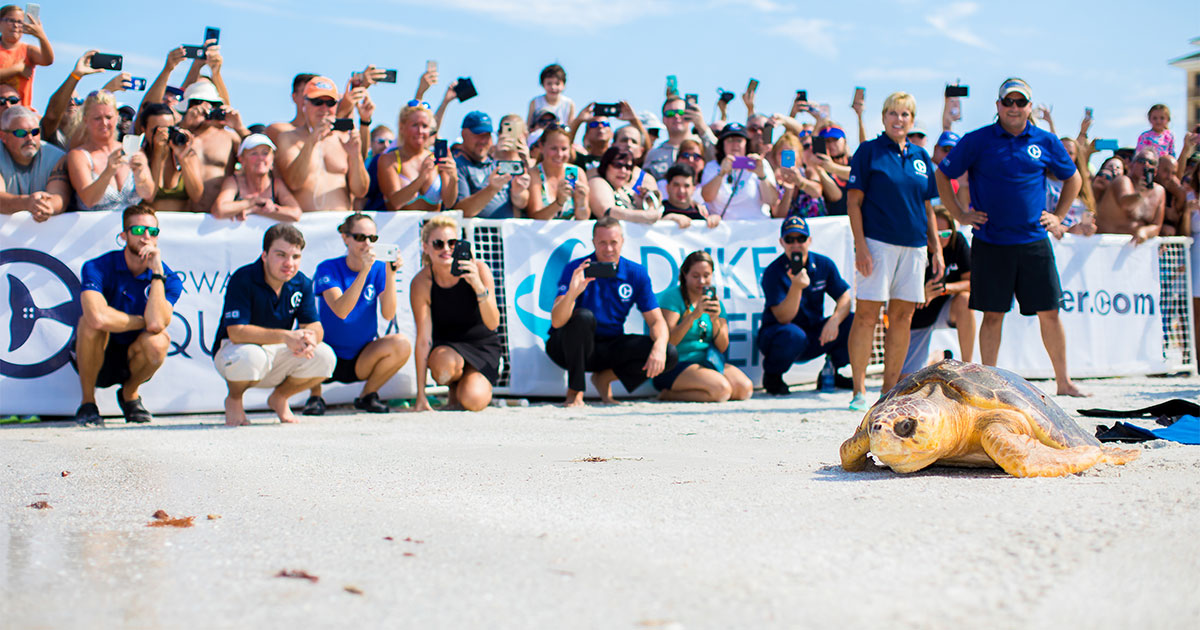 loggerhead sea turtle release