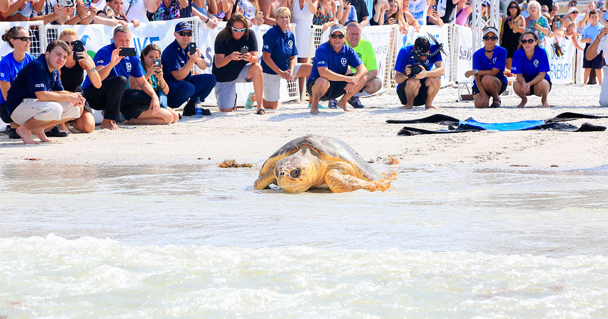 loggerhead sea turtle release