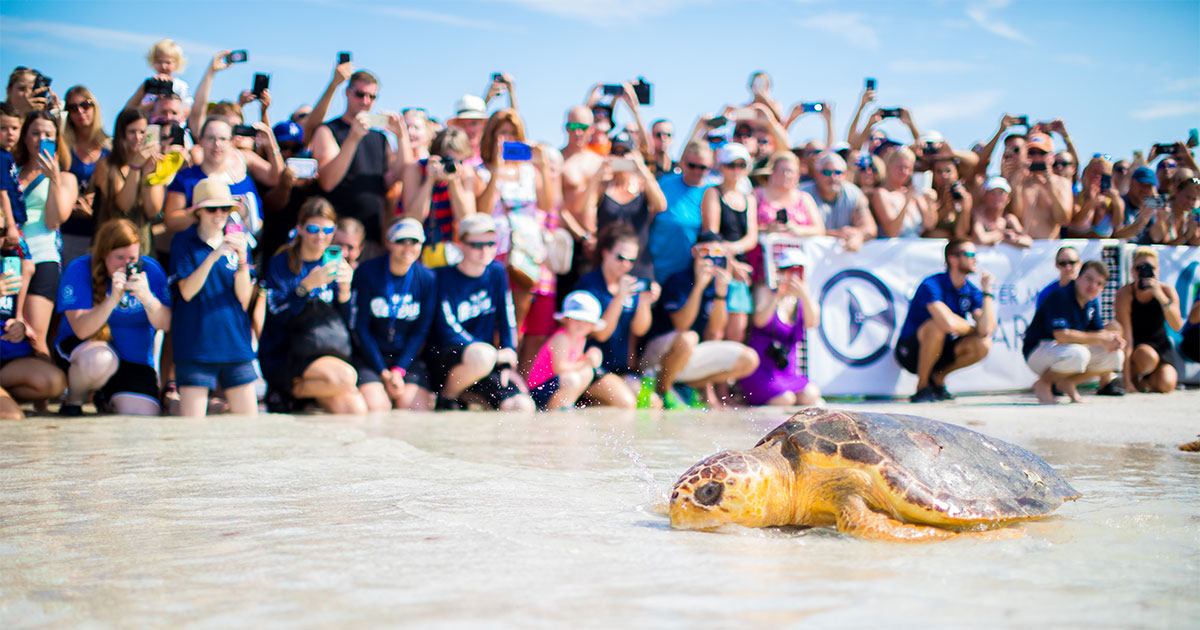 loggerhead sea turtle release