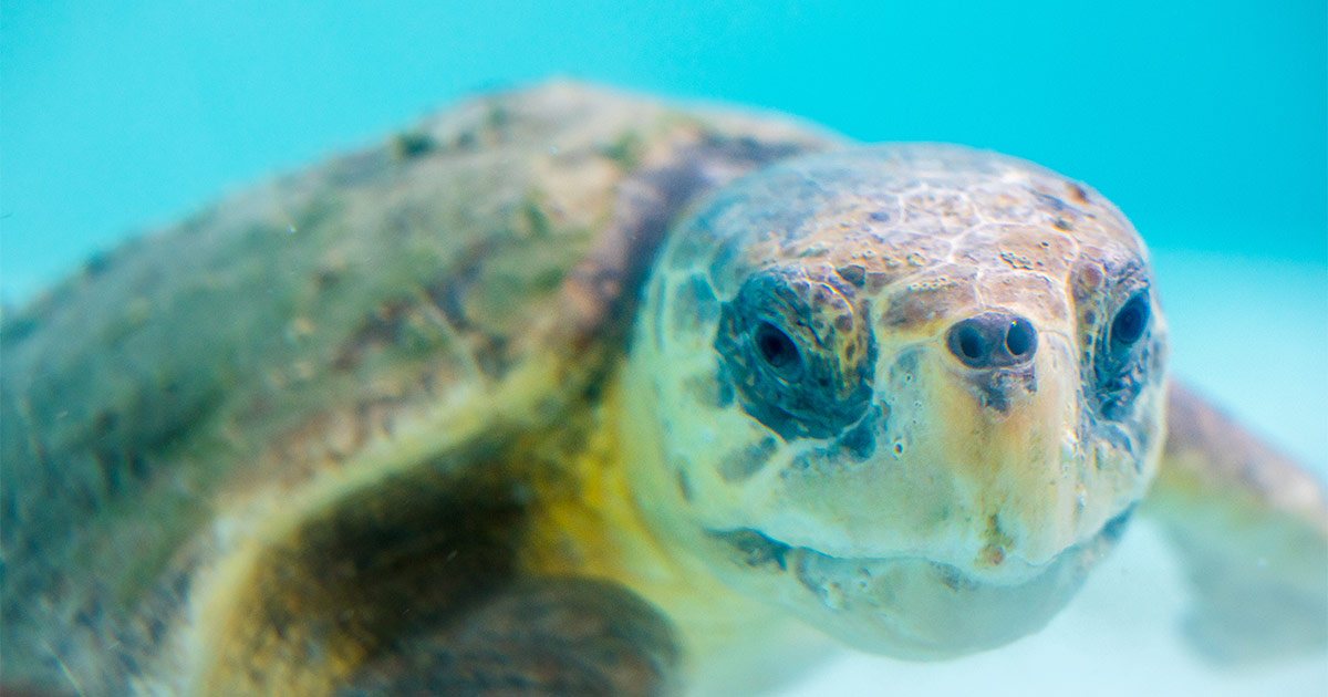 Freesia loggerhead sea turtle