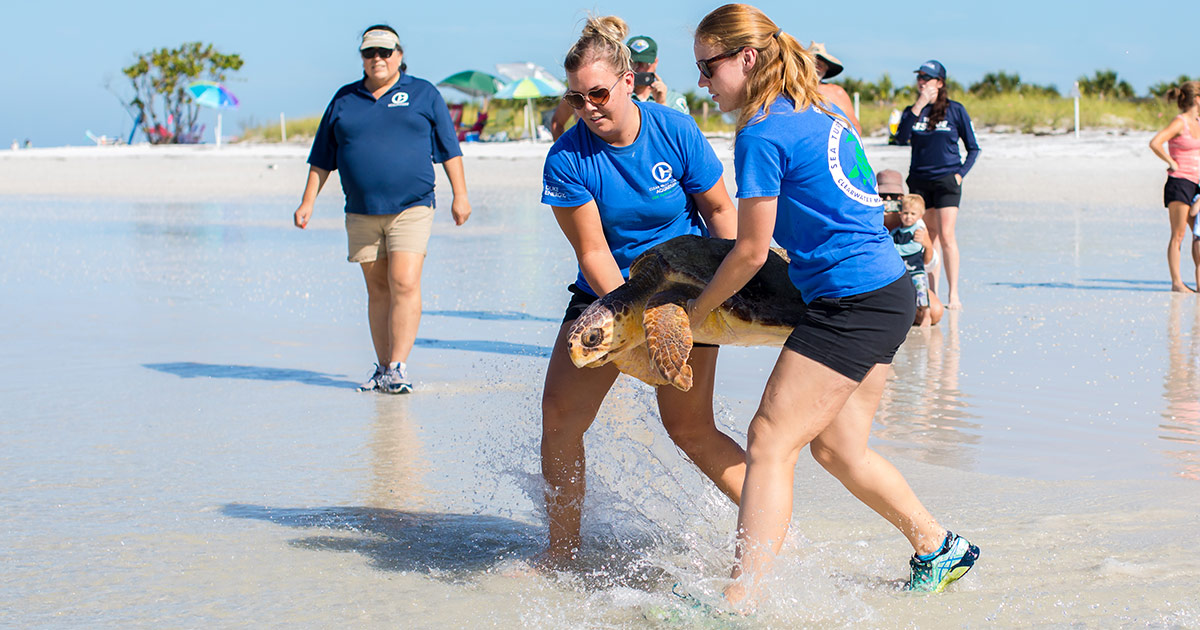 Freesia sea turtle release at Honeymoon Island