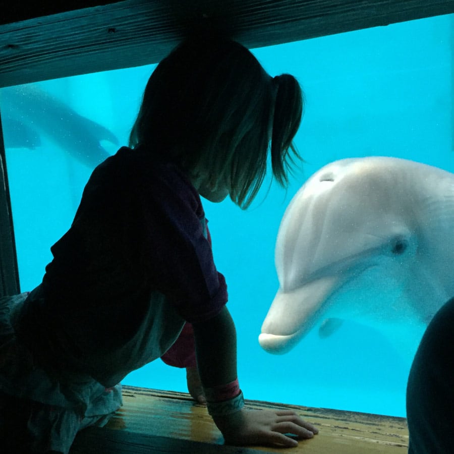 Meeting dolphin in underwater viewing. 