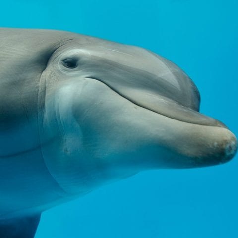 Nicholas the dolphin