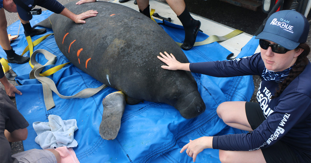 wounded manatee rescue