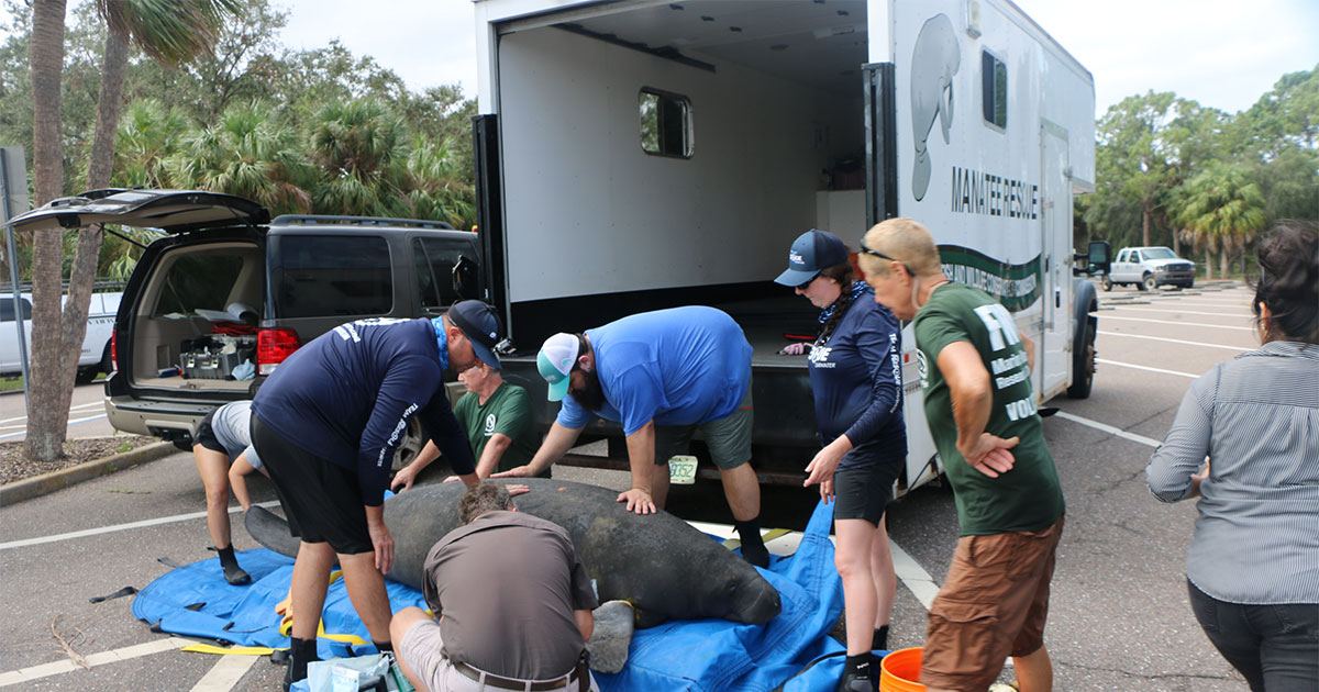 rescued manatee transport