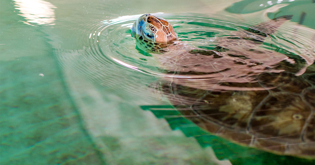 Zo green sea turtle swimming