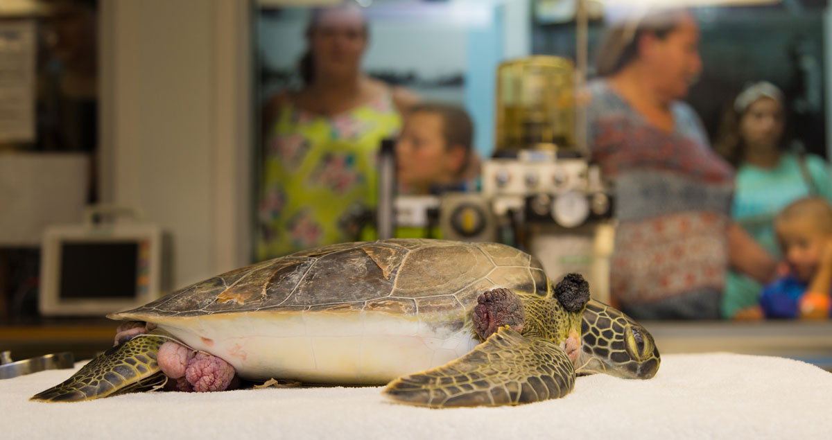 ivory sea turtle with fibropapilloma pap tumors