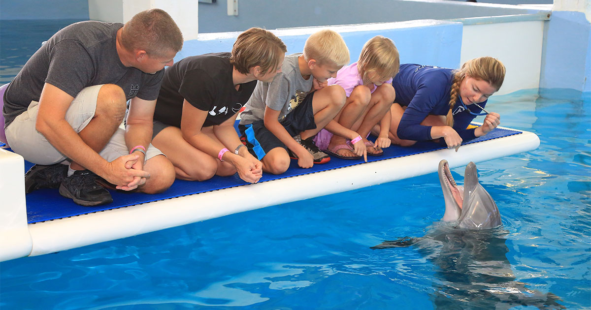 family at dolphin platform