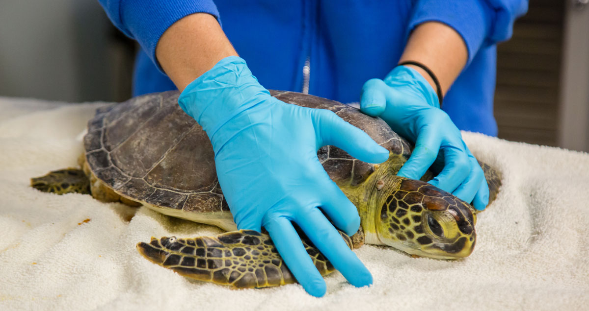 lotus sea turtle