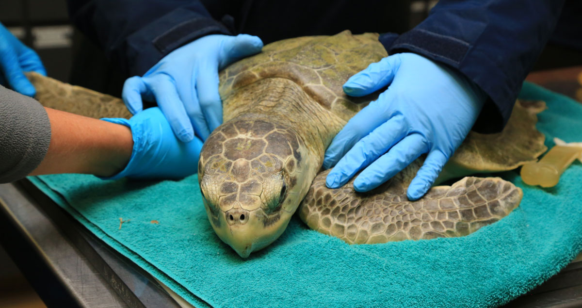 marigold kemp's ridley turtle