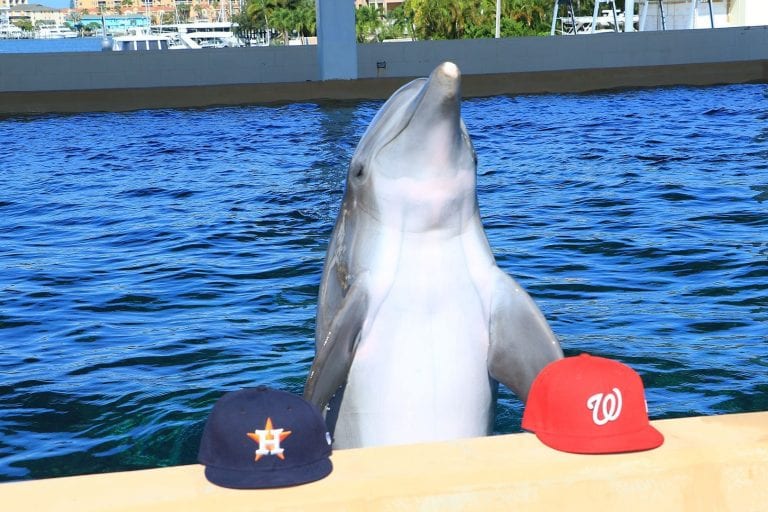 Nick the dolphin makes World Series pick