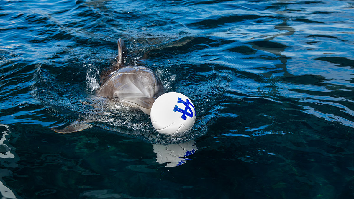 Nicholas the dolphin with ball