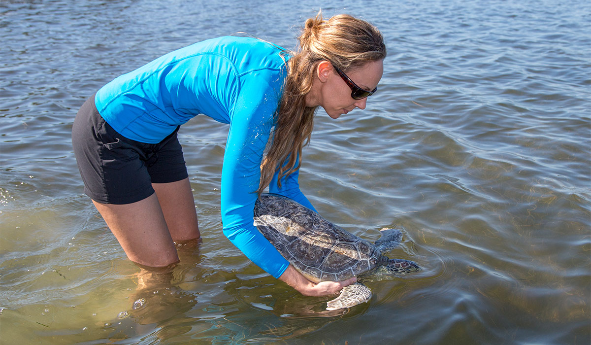 Vanilla Wafer Sea Turtle Release