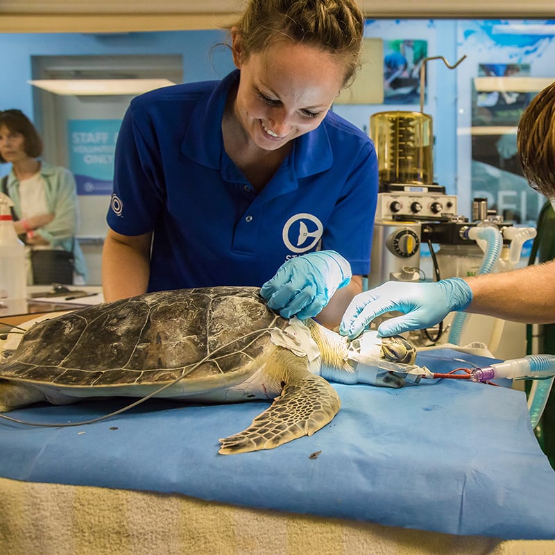 Vet caring for rescued sea turtle in surgical suite