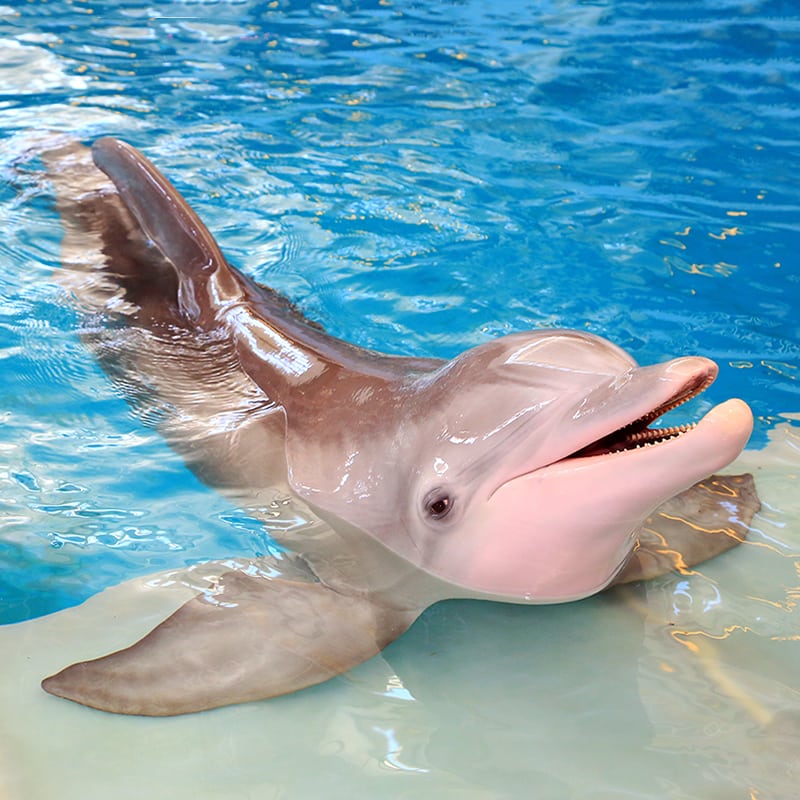 winte rdolphin