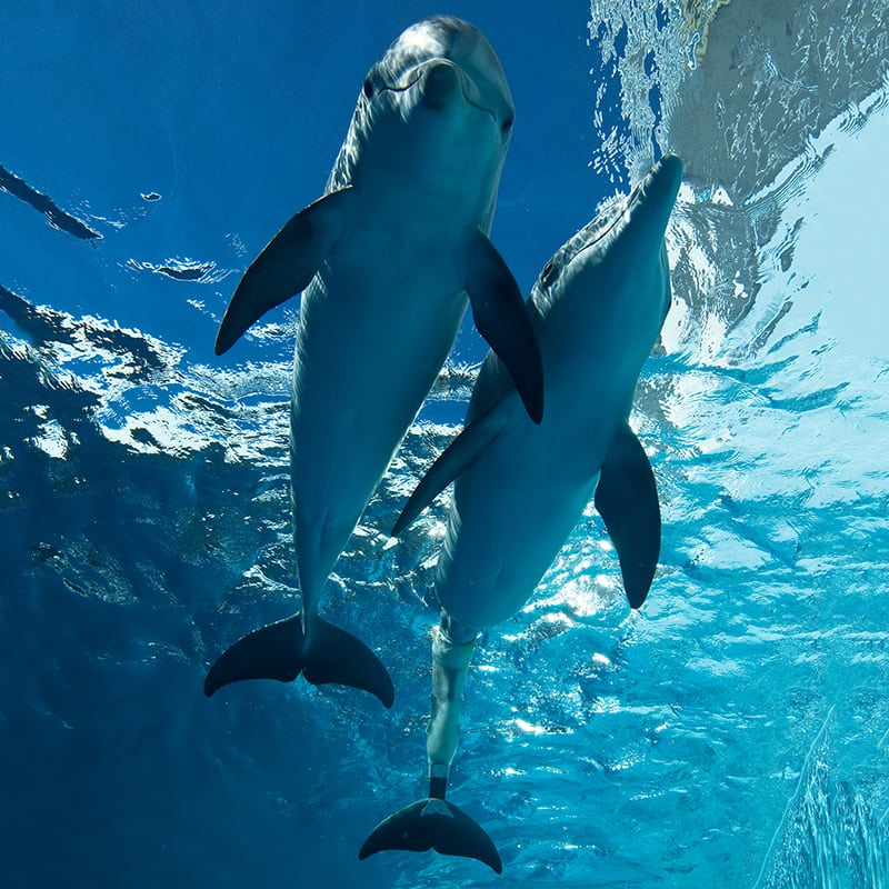 winter and hope dolphins