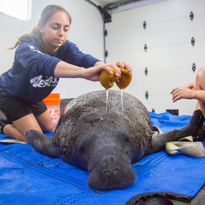 manatee rescue