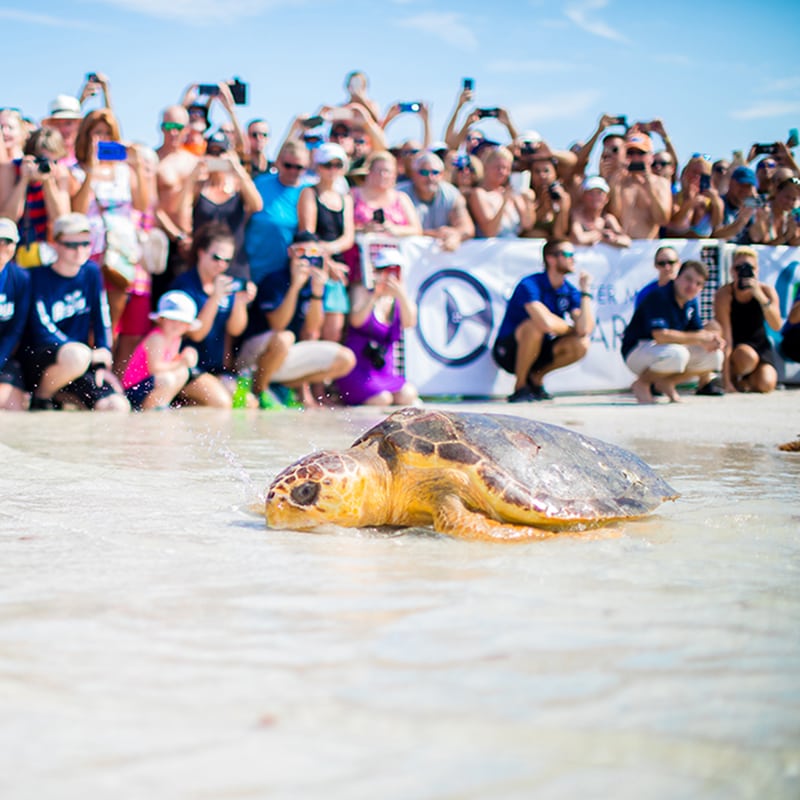 sea turtle release