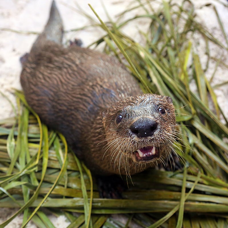 cooper the otter