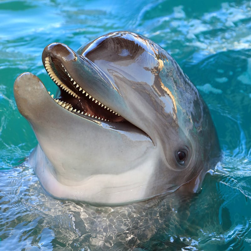 Nicholas the dolphin