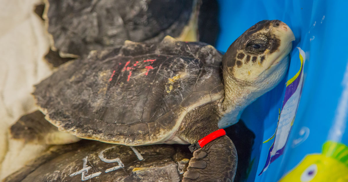 cold stun kemp's ridley sea turtle