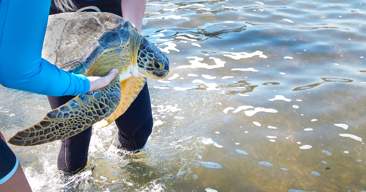 Gardenia sea turtle release