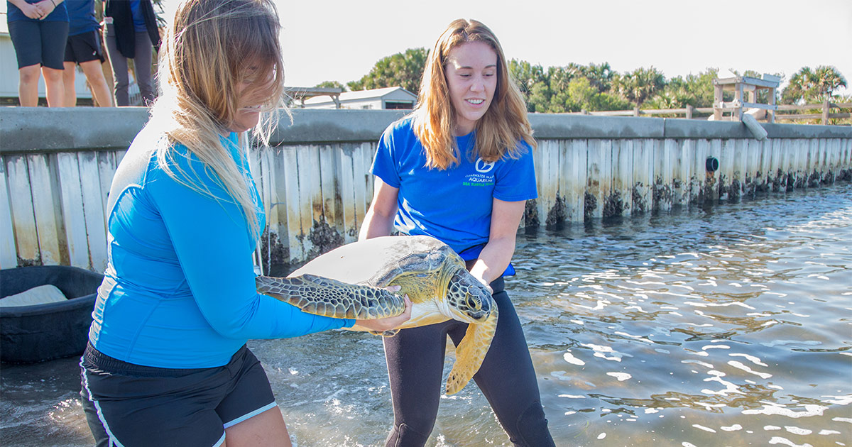 gardenia sea turtle release