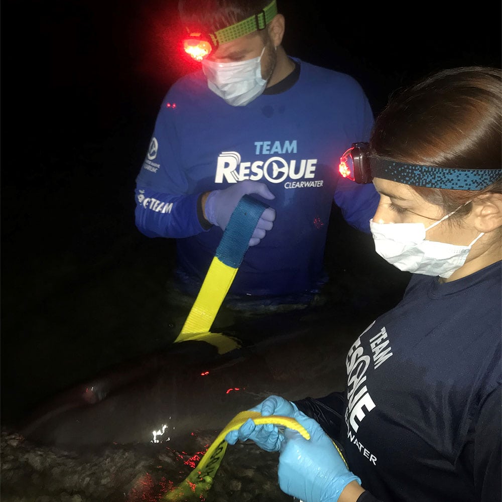 hernando beach dolphin rescue team