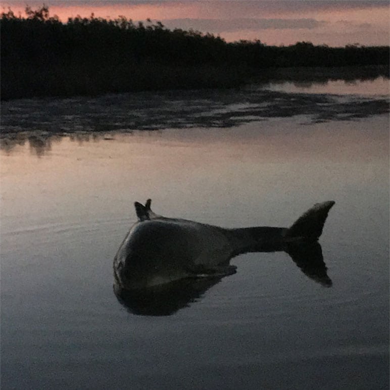 hernando beach stranded dolphin