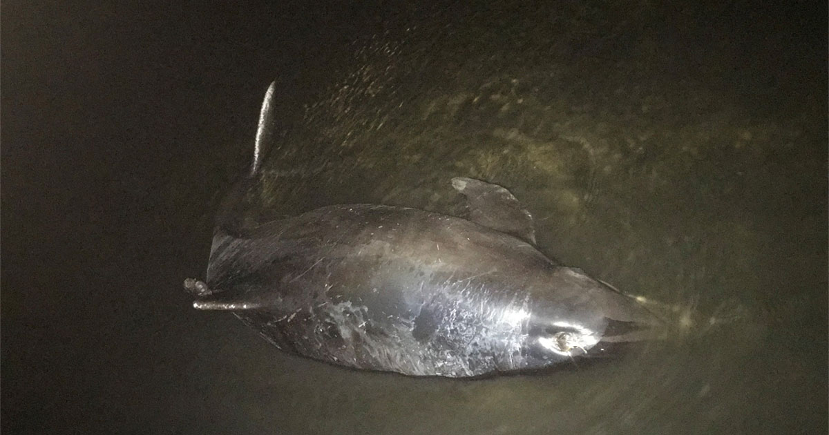 hernando beach dolphin rescue