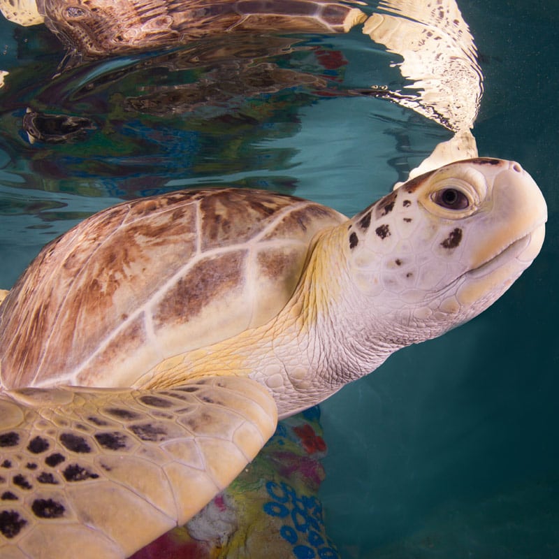 Mavis sea turtle