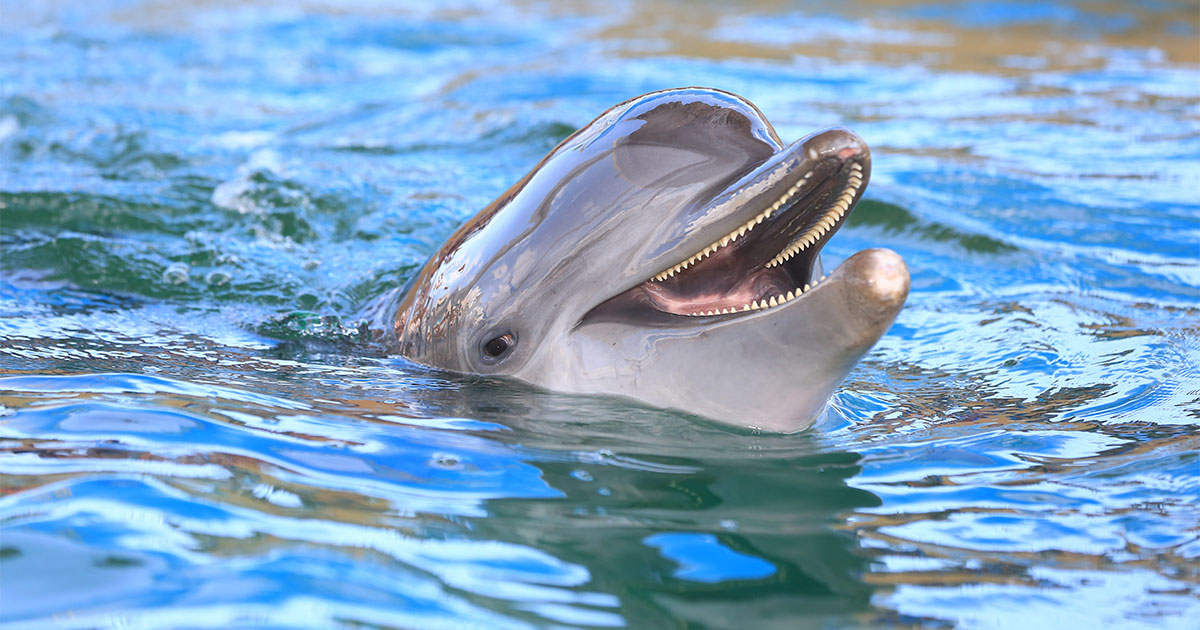 National Dolphin Day Clearwater Marine Aquarium