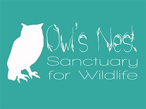 owl's nest logo