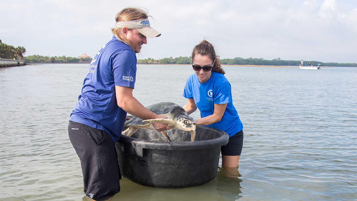 Special K Kemp's ridley turtle release