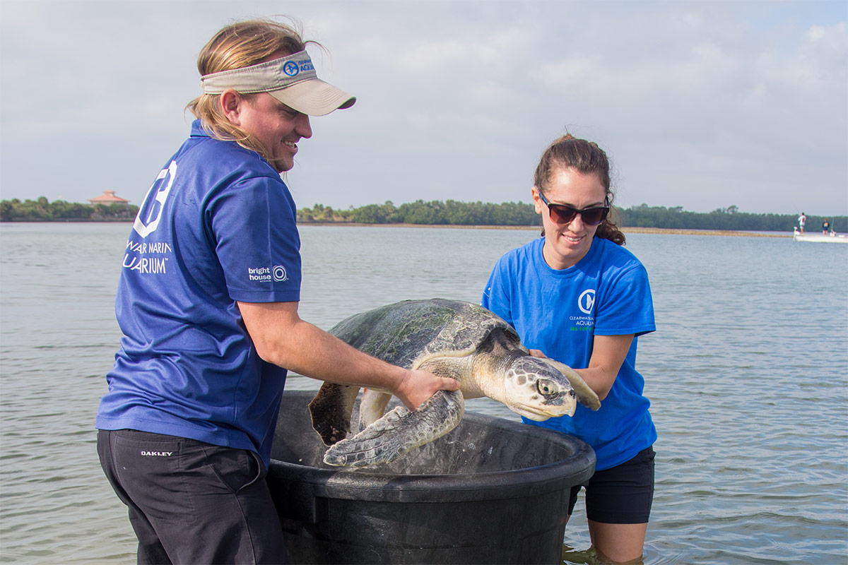 Special K Kemp's ridley turtle release